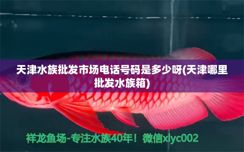 天津水族批发市场电话号码是多少呀(天津哪里批发水族箱) 观赏鱼水族批发市场