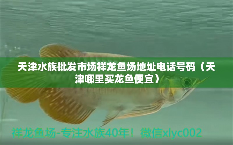 天津水族批发市场祥龙鱼场地址电话号码（天津哪里买龙鱼便宜）