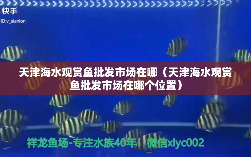 天津海水观赏鱼批发市场在哪（天津海水观赏鱼批发市场在哪个位置）