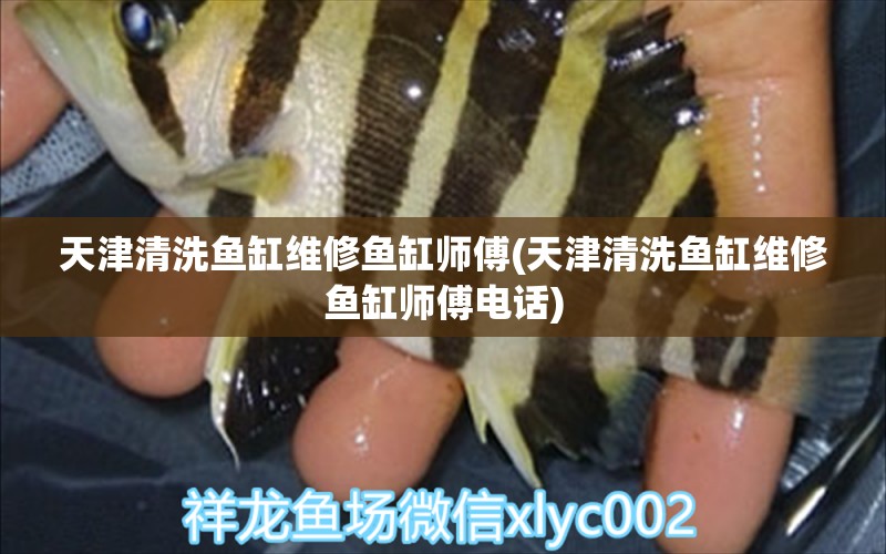 天津清洗鱼缸维修鱼缸师傅(天津清洗鱼缸维修鱼缸师傅电话) 银龙鱼