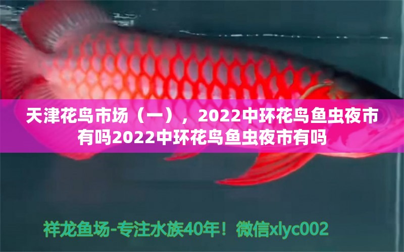 天津花鸟市场（一），2022中环花鸟鱼虫夜市有吗2022中环花鸟鱼虫夜市有吗