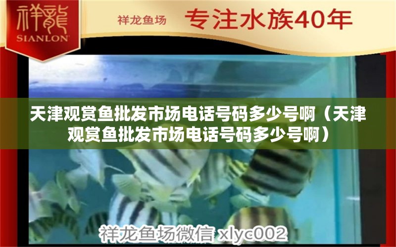 天津观赏鱼批发市场电话号码多少号啊（天津观赏鱼批发市场电话号码多少号啊）