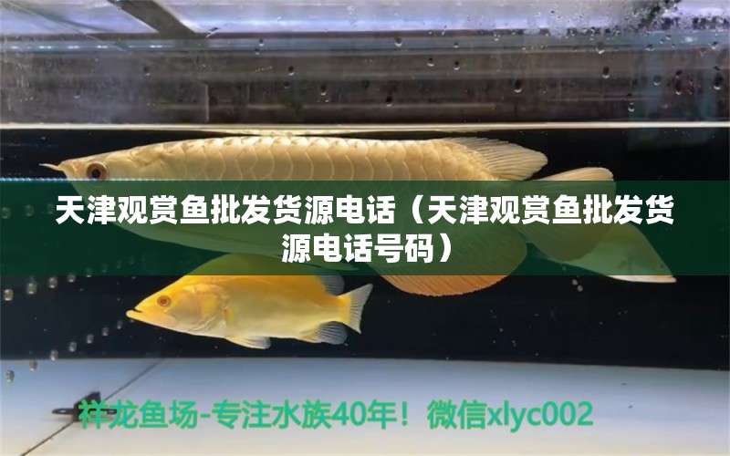 天津观赏鱼批发货源电话（天津观赏鱼批发货源电话号码） 观赏鱼批发