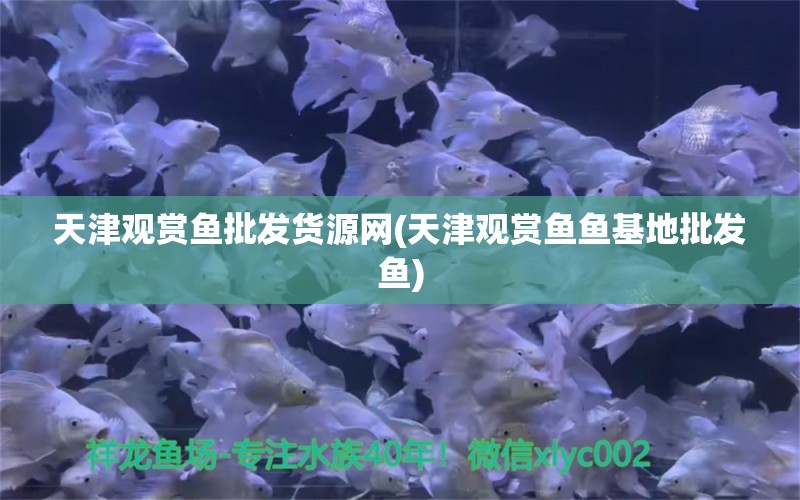 天津观赏鱼批发货源网(天津观赏鱼鱼基地批发鱼)