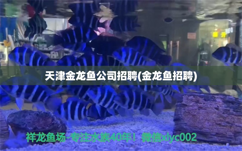 天津金龙鱼公司招聘(金龙鱼招聘)