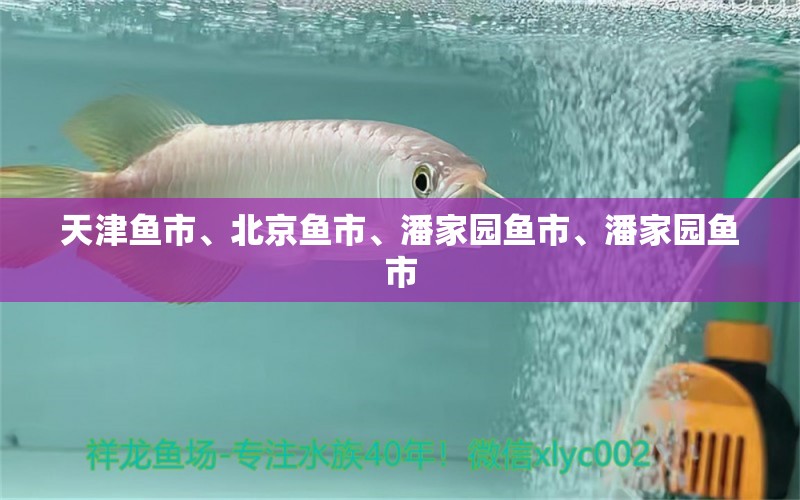 天津鱼市、北京鱼市、潘家园鱼市、潘家园鱼市 养鱼知识 第1张