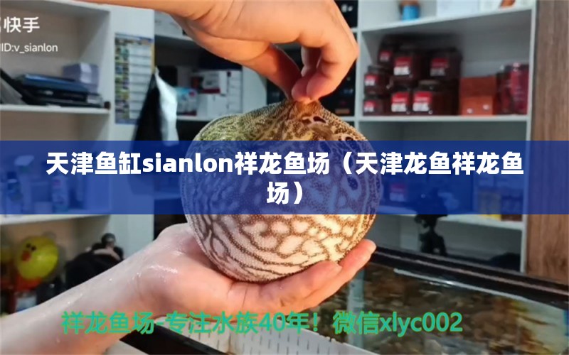 天津鱼缸sianlon祥龙鱼场（天津龙鱼祥龙鱼场） 祥龙鱼场