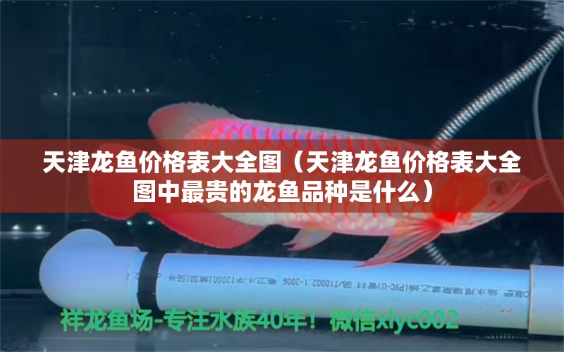 天津龙鱼价格表大全图（天津龙鱼价格表大全图中最贵的龙鱼品种是什么） 水族问答 第1张