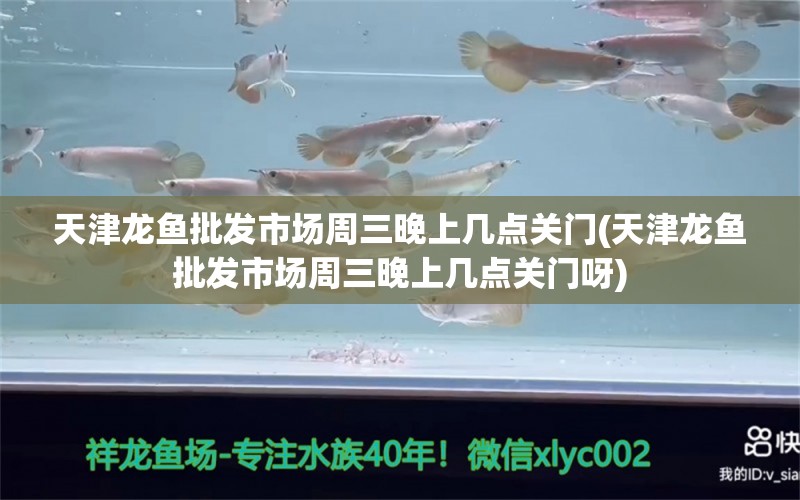 天津龙鱼批发市场周三晚上几点关门(天津龙鱼批发市场周三晚上几点关门呀) 龙鱼批发