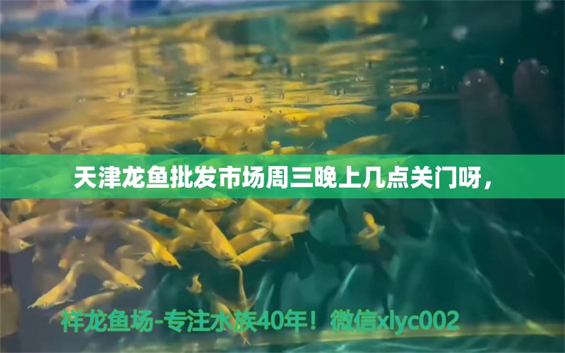 天津龙鱼批发市场周三晚上几点关门呀， 水族问答