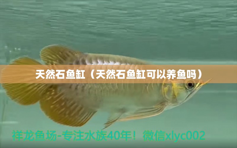 天然石鱼缸（天然石鱼缸可以养鱼吗） 祥龙水族医院