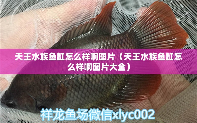 天王水族鱼缸怎么样啊图片（天王水族鱼缸怎么样啊图片大全）