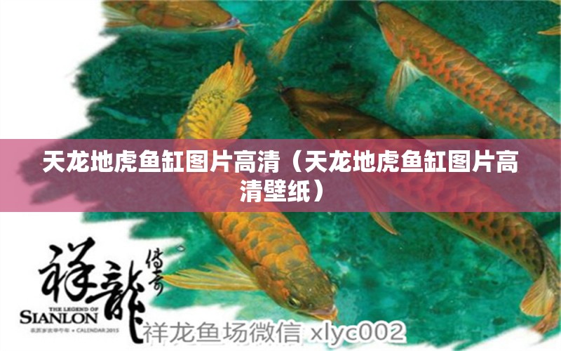 天龙地虎鱼缸图片高清（天龙地虎鱼缸图片高清壁纸） 水族灯（鱼缸灯）