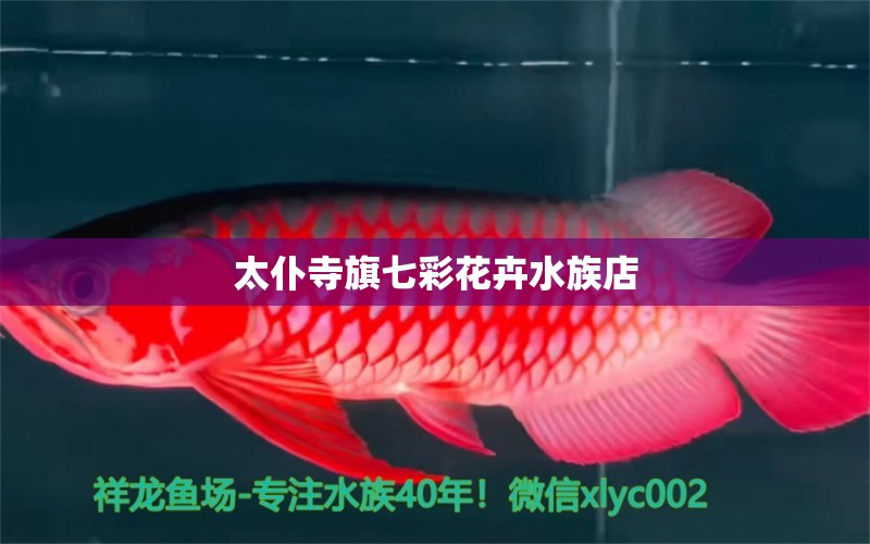 太仆寺旗七彩花卉水族店 全国水族馆企业名录