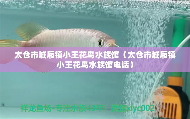 太仓市城厢镇小王花鸟水族馆（太仓市城厢镇小王花鸟水族馆电话）