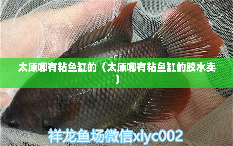 太原哪有粘鱼缸的（太原哪有粘鱼缸的胶水卖） 祥龙水族医院