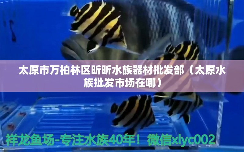 太原市万柏林区昕昕水族器材批发部（太原水族批发市场在哪） 观赏鱼水族批发市场