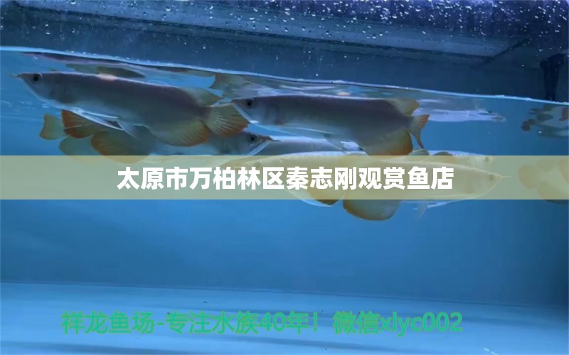 太原市万柏林区秦志刚观赏鱼店 全国水族馆企业名录