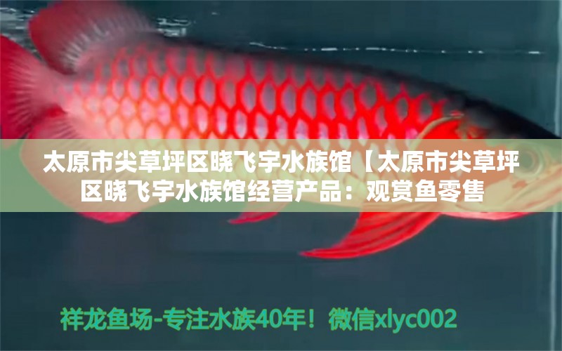 太原市尖草坪区晓飞宇水族馆【太原市尖草坪区晓飞宇水族馆经营产品：观赏鱼零售 全国观赏鱼市场 第1张