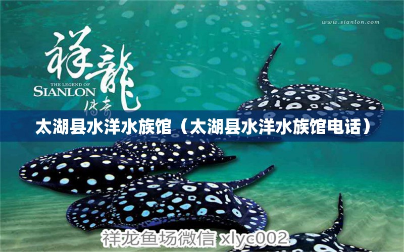 太湖县水洋水族馆（太湖县水洋水族馆电话）