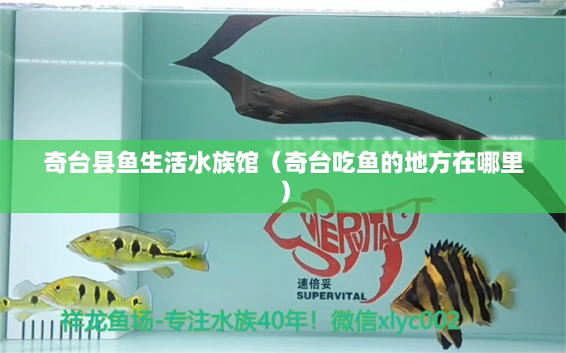 奇台县鱼生活水族馆（奇台吃鱼的地方在哪里）