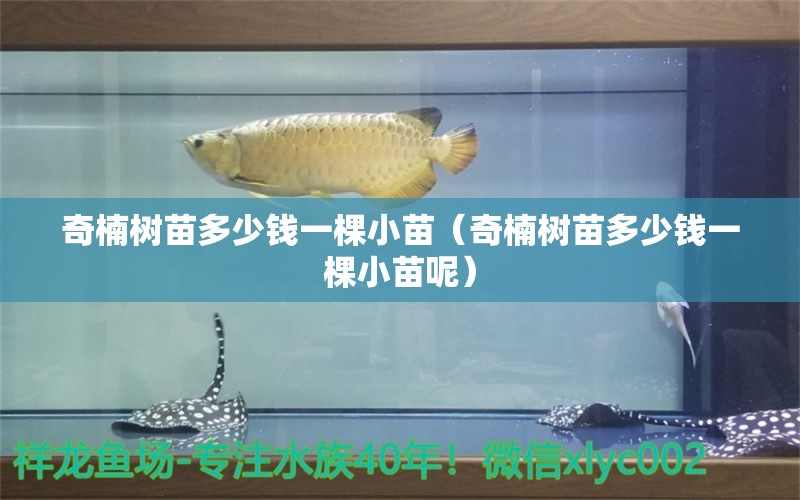 奇楠树苗多少钱一棵小苗（奇楠树苗多少钱一棵小苗呢）