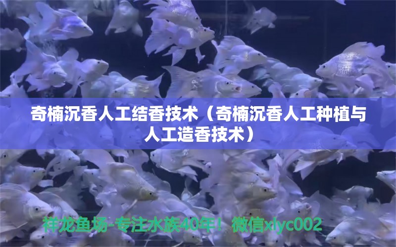 奇楠沉香人工结香技术（奇楠沉香人工种植与人工造香技术） 文玩