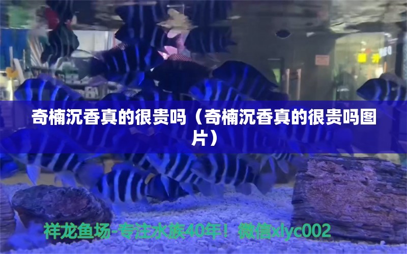 奇楠沉香真的很贵吗（奇楠沉香真的很贵吗图片） 文玩