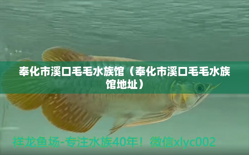 奉化市溪口毛毛水族馆（奉化市溪口毛毛水族馆地址） 全国水族馆企业名录