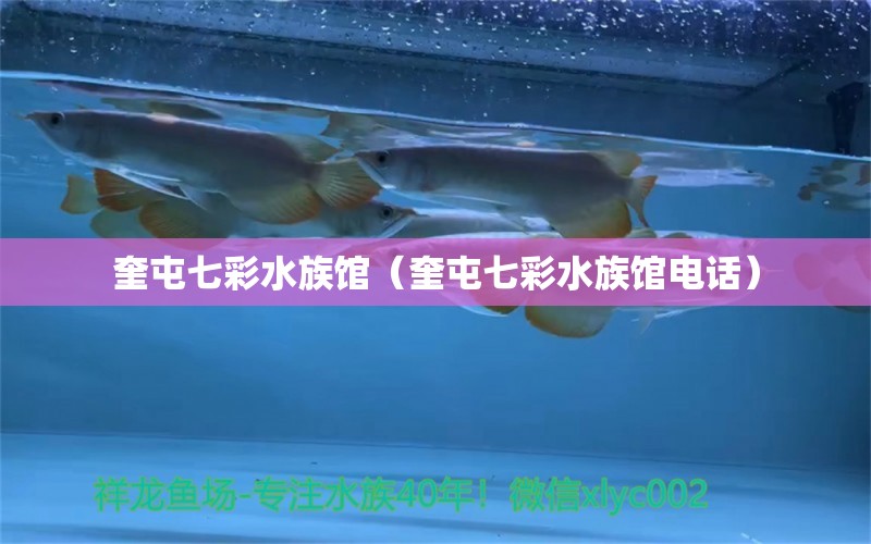 奎屯七彩水族馆（奎屯七彩水族馆电话） 全国水族馆企业名录