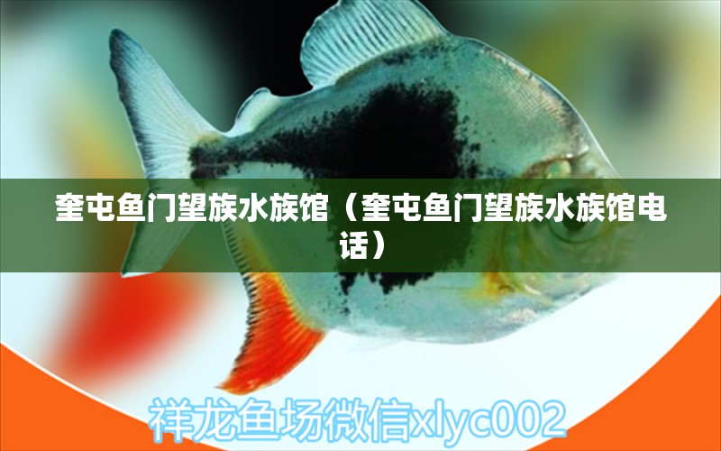 奎屯鱼门望族水族馆（奎屯鱼门望族水族馆电话） 全国水族馆企业名录