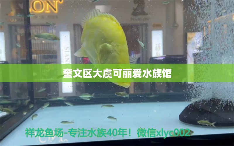 奎文区大虞可丽爱水族馆