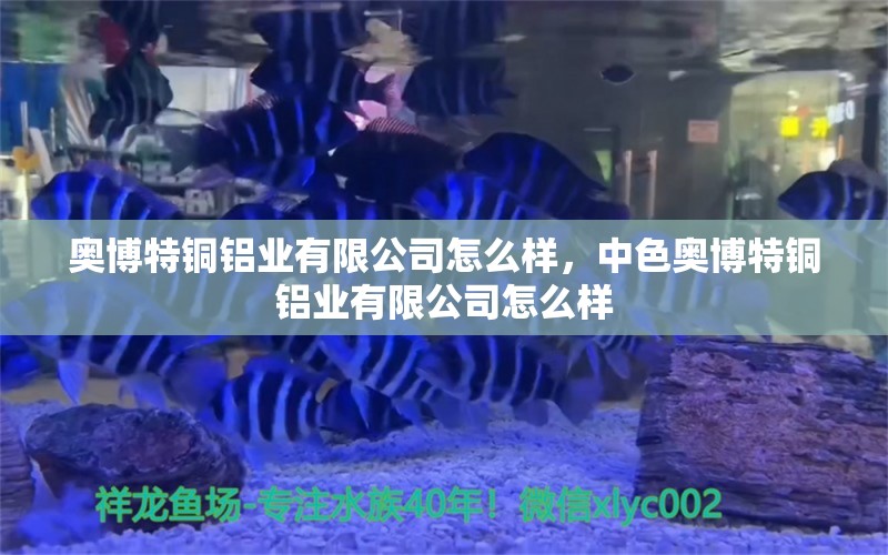 奥博特铜铝业有限公司怎么样，中色奥博特铜铝业有限公司怎么样 博特水族 第1张