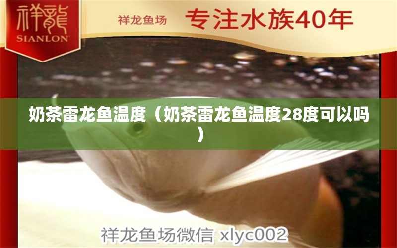 奶茶雷龙鱼温度（奶茶雷龙鱼温度28度可以吗） 广州龙鱼批发市场