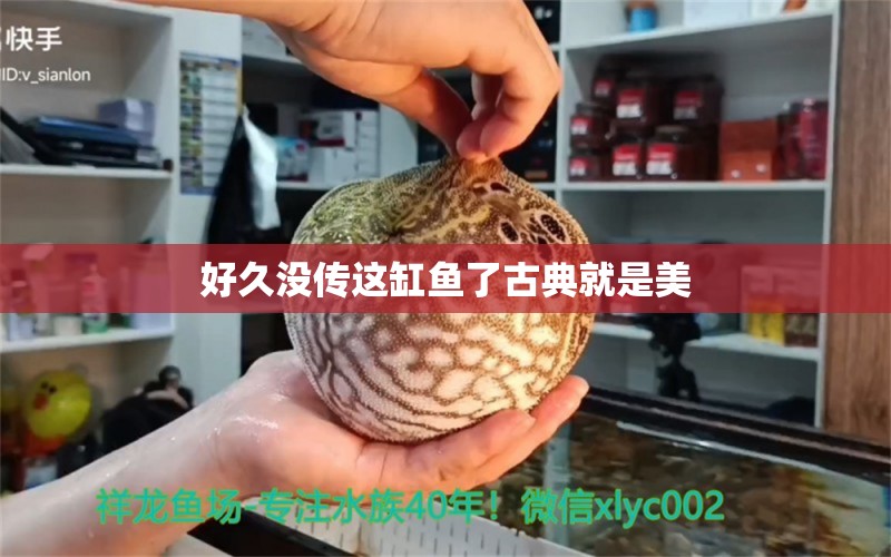 好久没传这缸鱼了古典就是美 银龙鱼