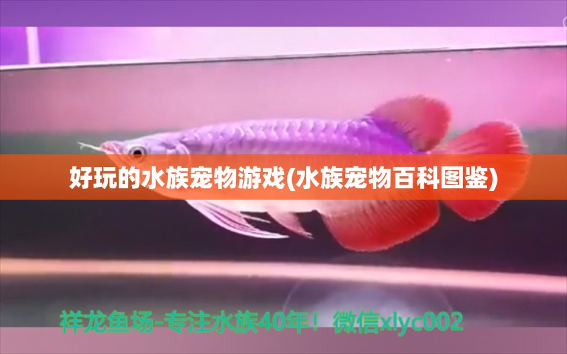 好玩的水族宠物游戏(水族宠物百科图鉴)