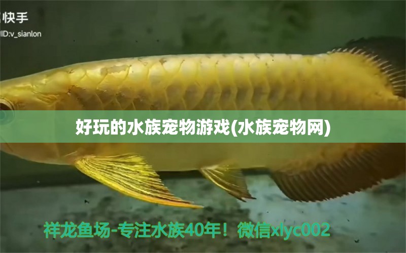 好玩的水族宠物游戏(水族宠物网)