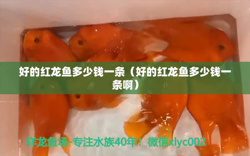 好的红龙鱼多少钱一条（好的红龙鱼多少钱一条啊） 祥龙水族医院