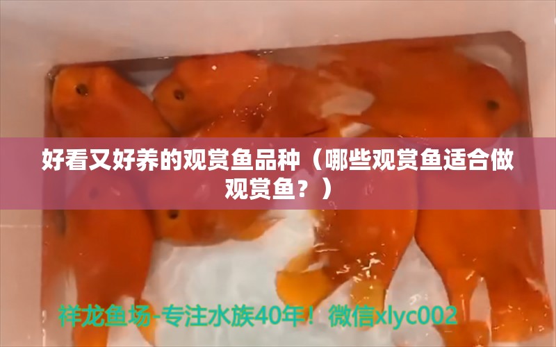 好看又好养的观赏鱼品种（哪些观赏鱼适合做观赏鱼？） 大白鲨鱼 第2张