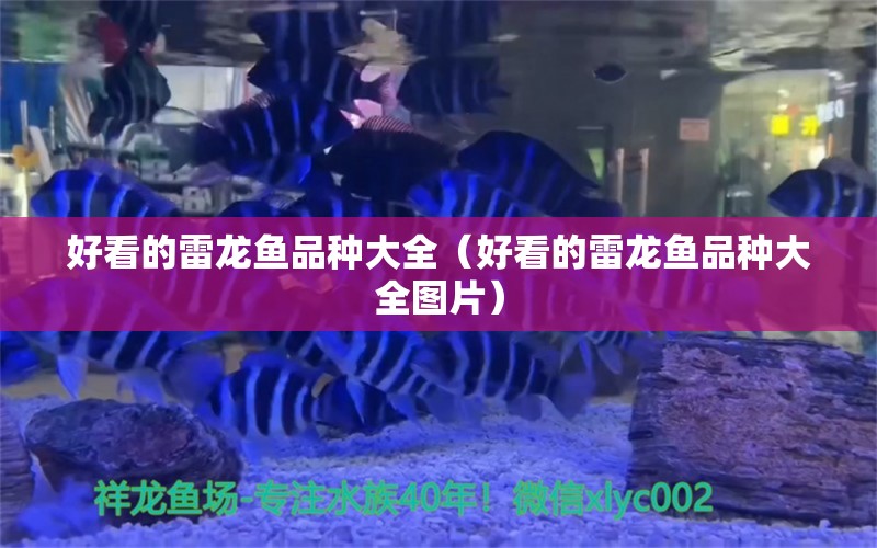 好看的雷龙鱼品种大全（好看的雷龙鱼品种大全图片） 祥龙鱼场