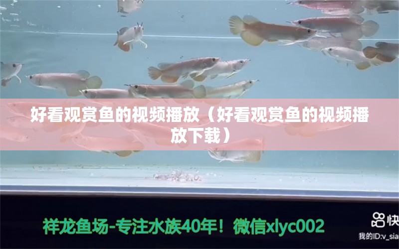 好看观赏鱼的视频播放（好看观赏鱼的视频播放下载）