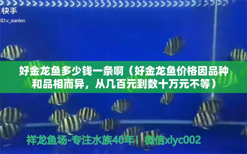 好金龙鱼多少钱一条啊（好金龙鱼价格因品种和品相而异，从几百元到数十万元不等）