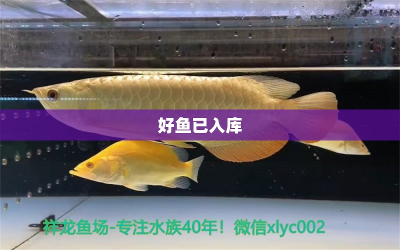 好鱼已入库 观赏鱼论坛 第4张