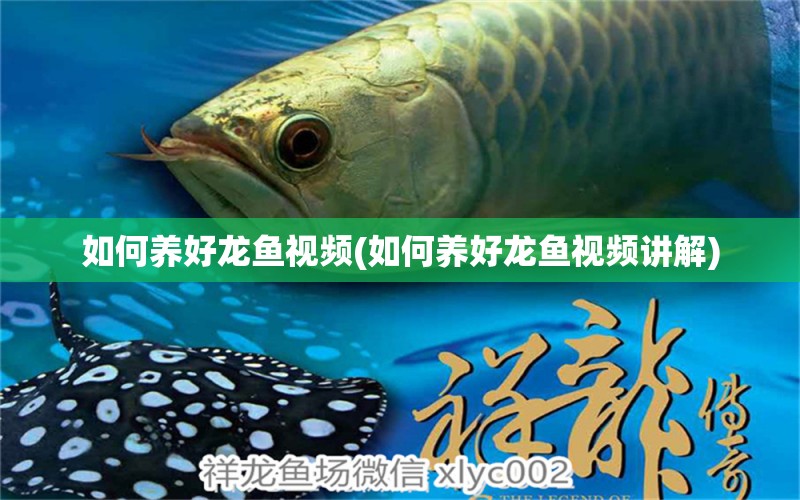 如何养好龙鱼视频(如何养好龙鱼视频讲解) 鱼缸等水族设备