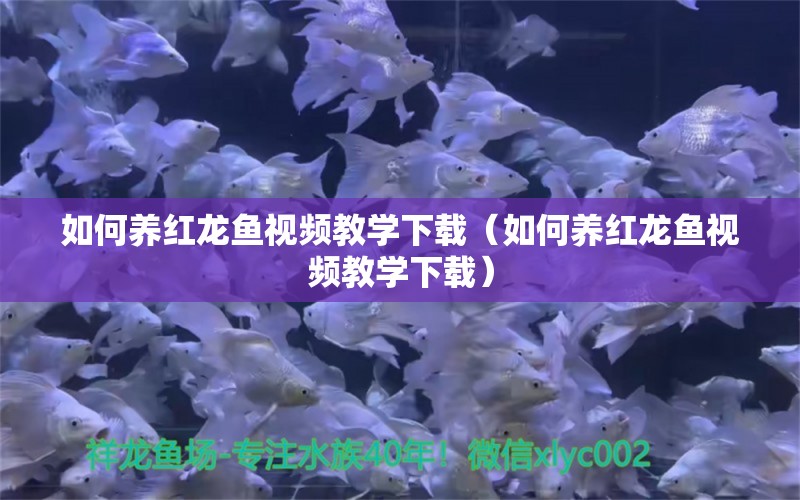 如何养红龙鱼视频教学下载（如何养红龙鱼视频教学下载） 广州龙鱼批发市场