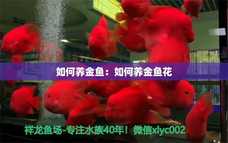 如何养金鱼：如何养金鱼花 观赏鱼