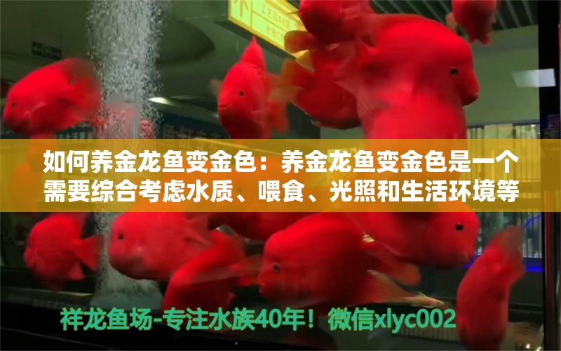 如何养金龙鱼变金色：养金龙鱼变金色是一个需要综合考虑水质、喂食、光照和生活环境等多个因素的过程