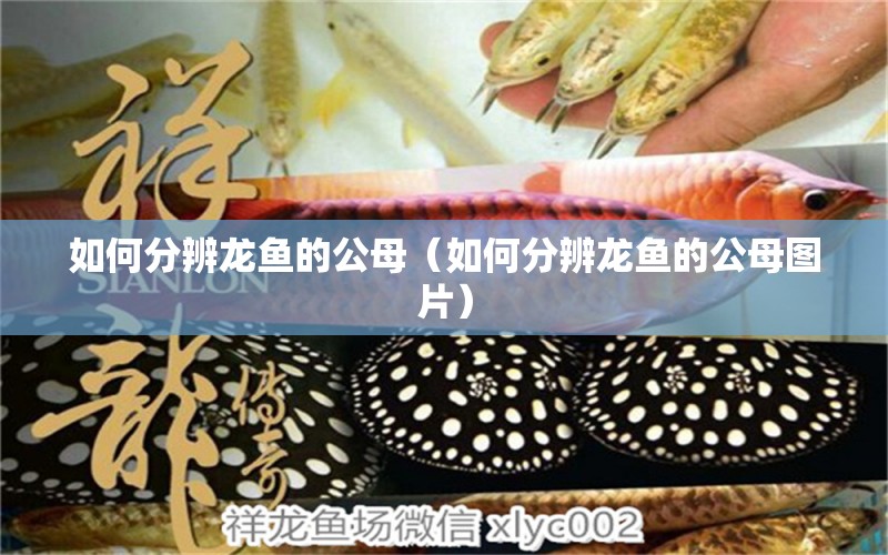 如何分辨龙鱼的公母（如何分辨龙鱼的公母图片） 广州龙鱼批发市场