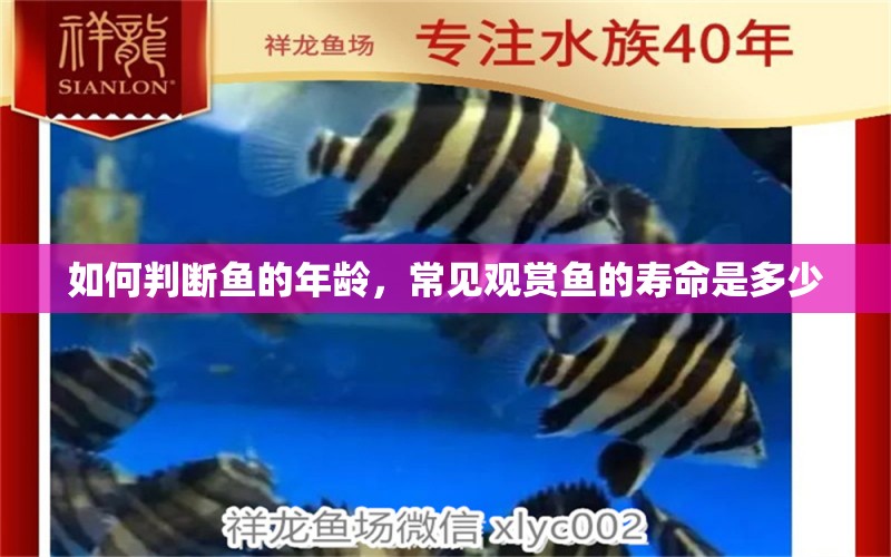 如何判断鱼的年龄，常见观赏鱼的寿命是多少 鱼缸/水族箱