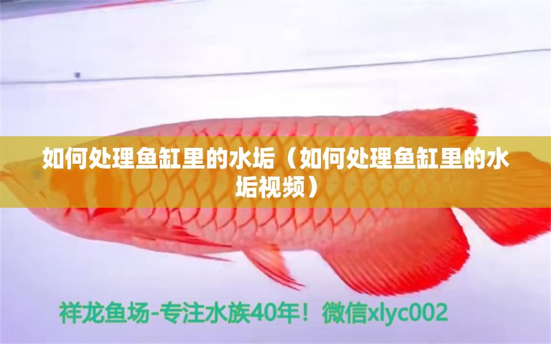 如何处理鱼缸里的水垢（如何处理鱼缸里的水垢视频） 祥龙水族医院